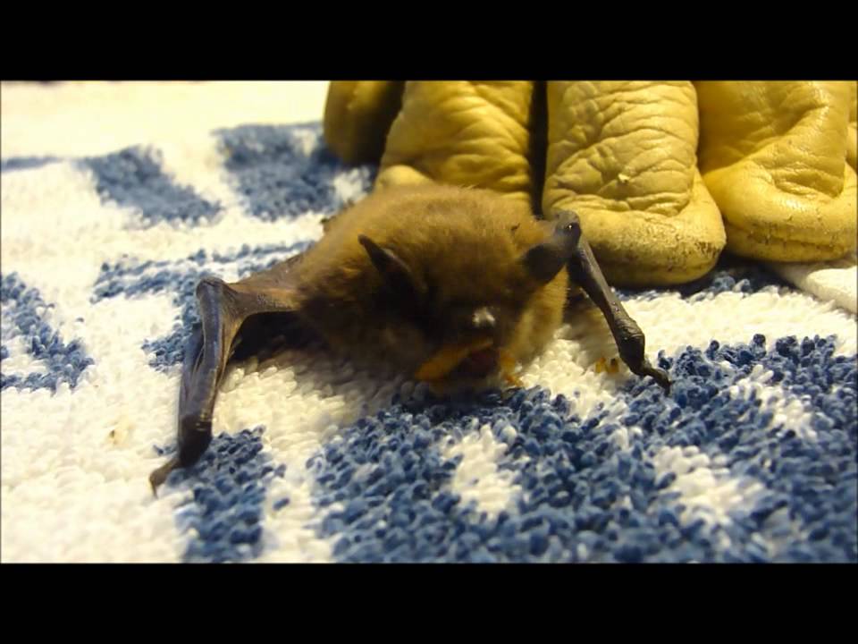 Little Brown Bat Eating