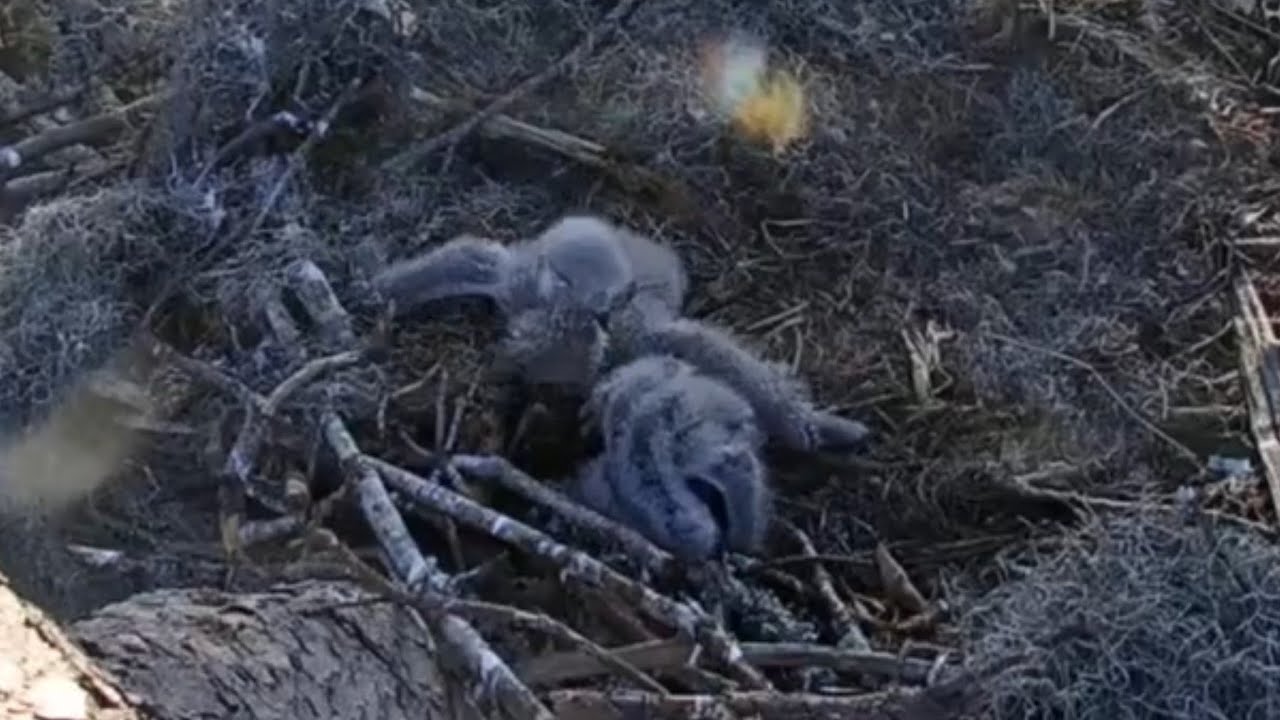 Big eaglet bonking small eaglet | Kisatchie National Forest E-3 | Feb 9, 2026