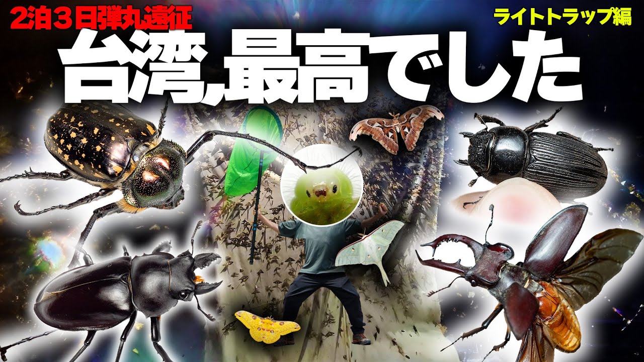 台湾凄すぎる、巨大昆虫が大量飛来した