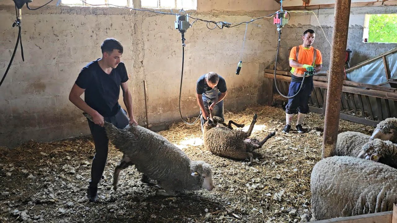 ECHIPA DE TUNS OILE A LUI RARES ANDREI,IN ACTIUNE,LA TURMA DE OI MERINOS A LUI CRISTI BELU.