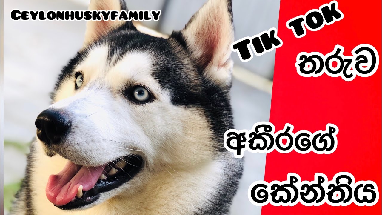 Drama queen akeera's anger... අකීරගේ කේන්තිය