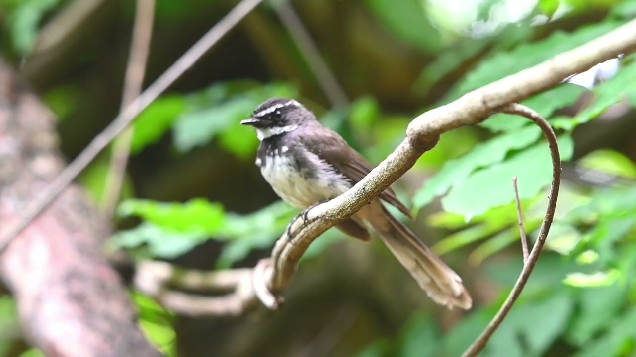 Up Close with the White-throated Fantail | Ananthagiri Birding