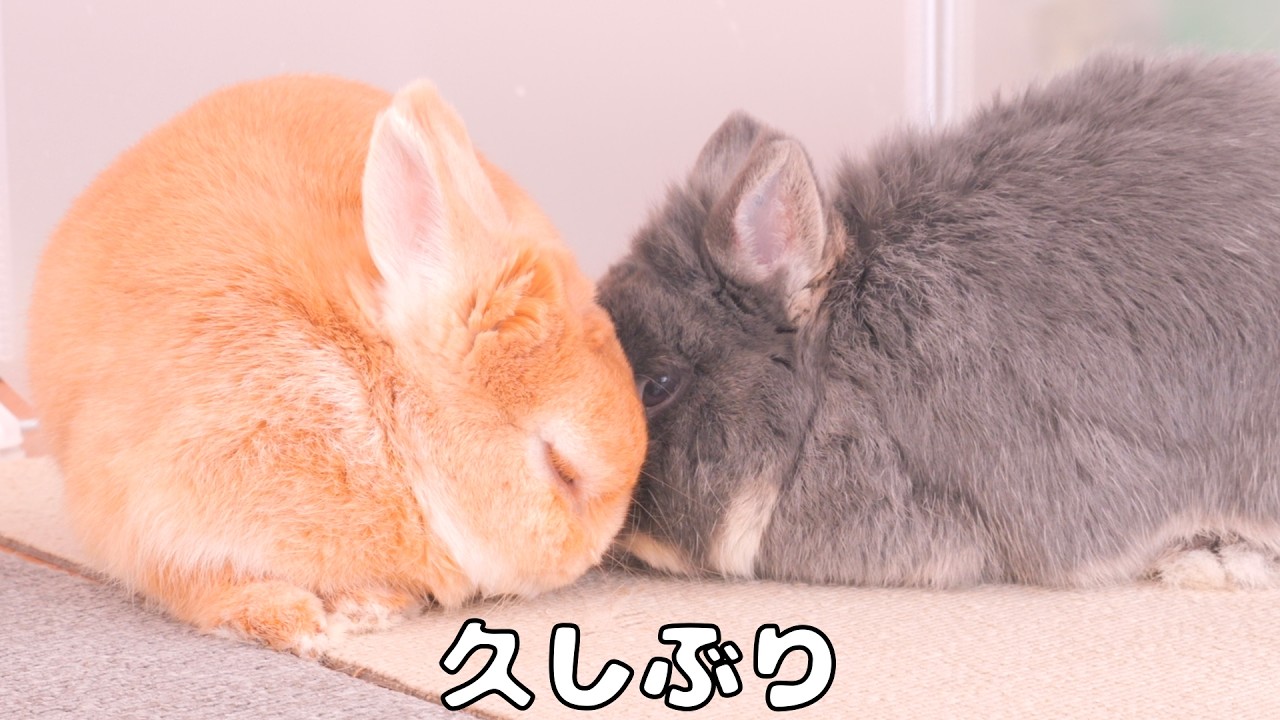 ミミがそっと近づいたら、久々の再会に嬉しくなったムギ【No.1852】
