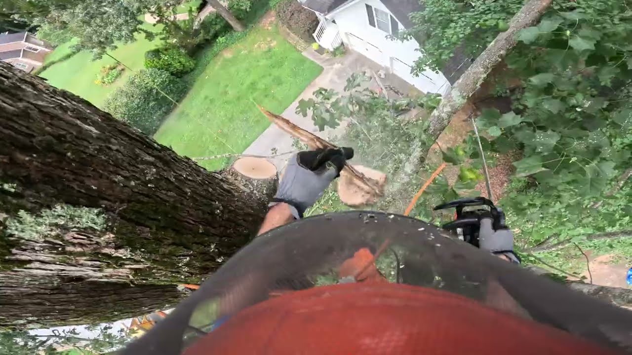 HAZARDOUS SPLIT OUT OAK TREE