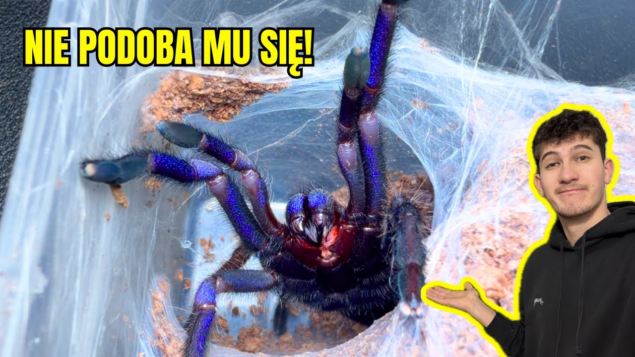 Ten PTASZNIK ewidentnie nie był zadowolony…| 🤬OGARNIANIE HODOWLI!