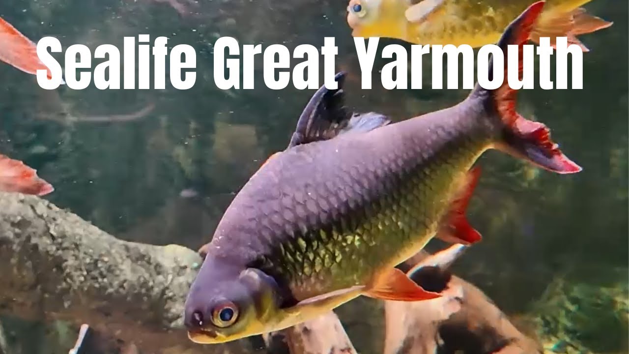 I visit Great Yarmouth Sealife Centre - wow!