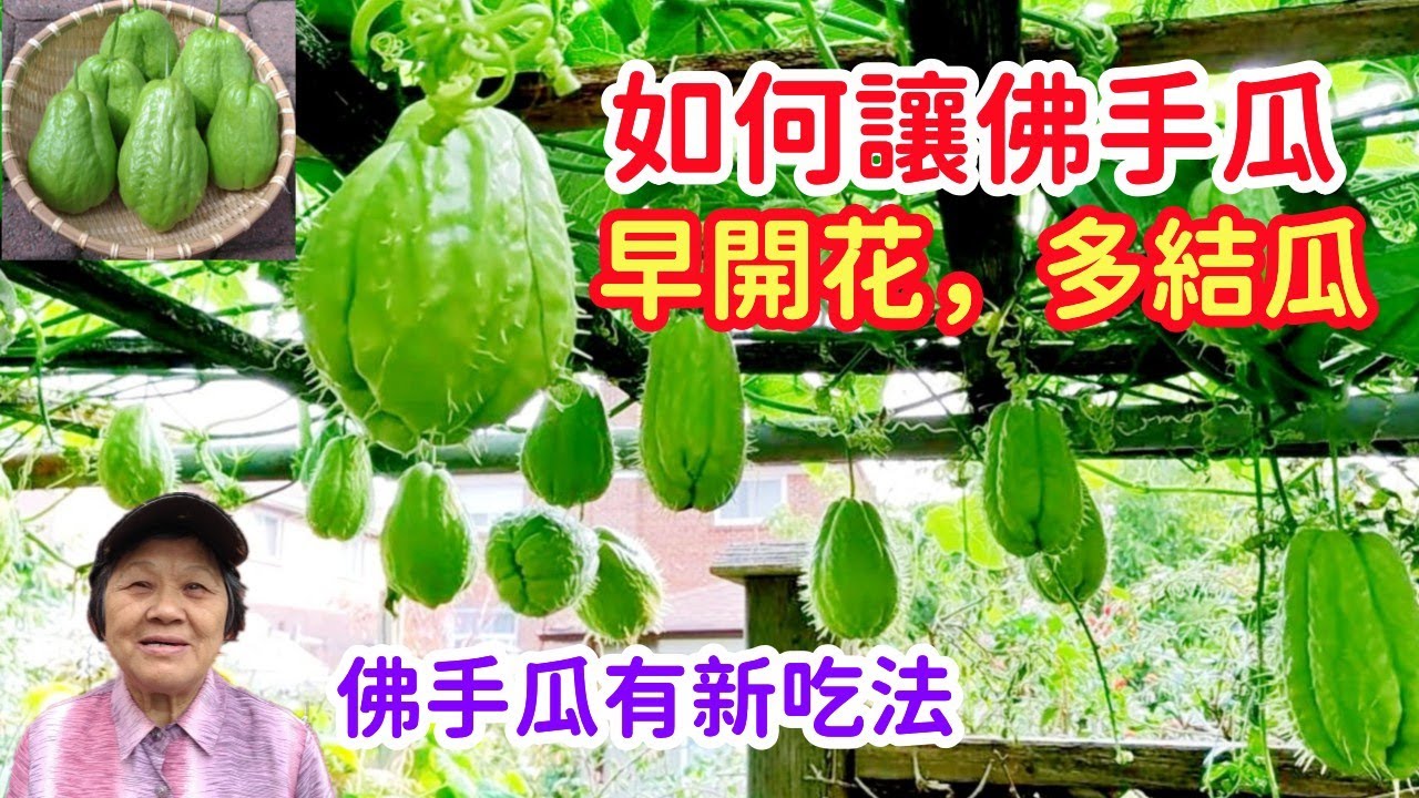 如何讓佛手瓜早開花，多結瓜，秋天要多吃佛手瓜，教你從沒吃過的做法 | Mars Hydro TS 3000