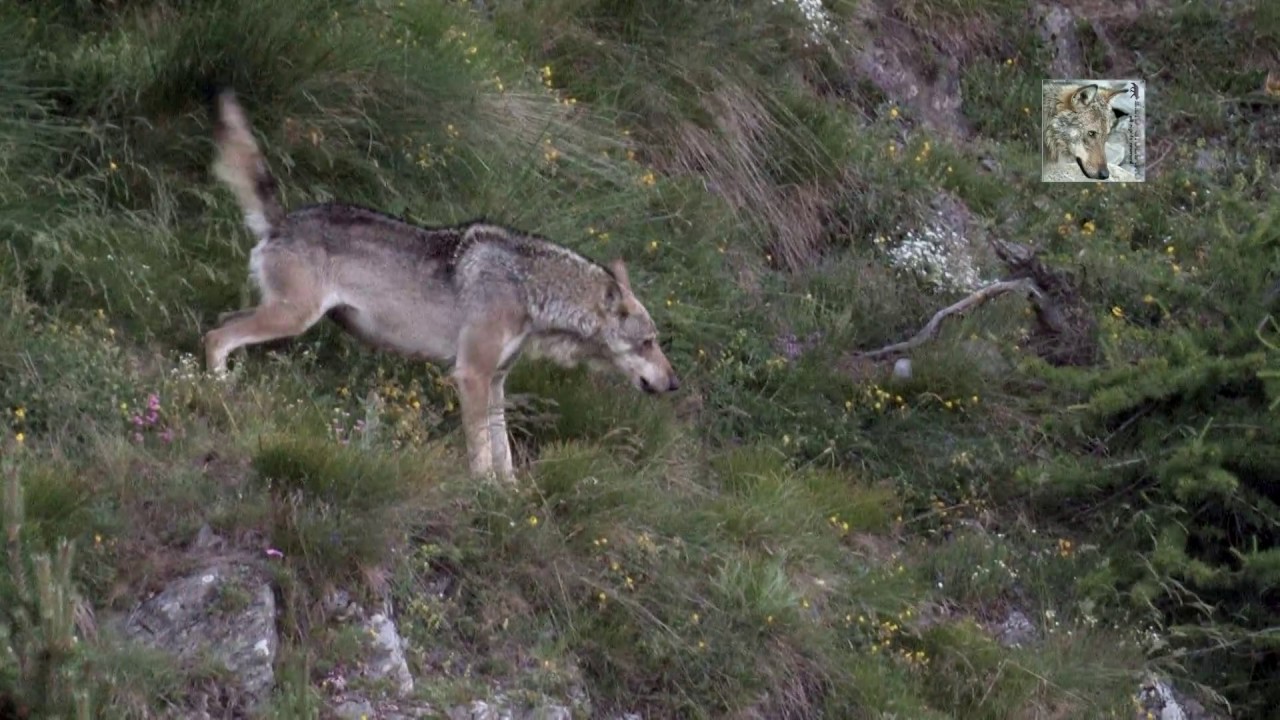 Lupo contro cinghiale o...cinghiale contro lupo? (canis lupus italicus - sus scrofa)