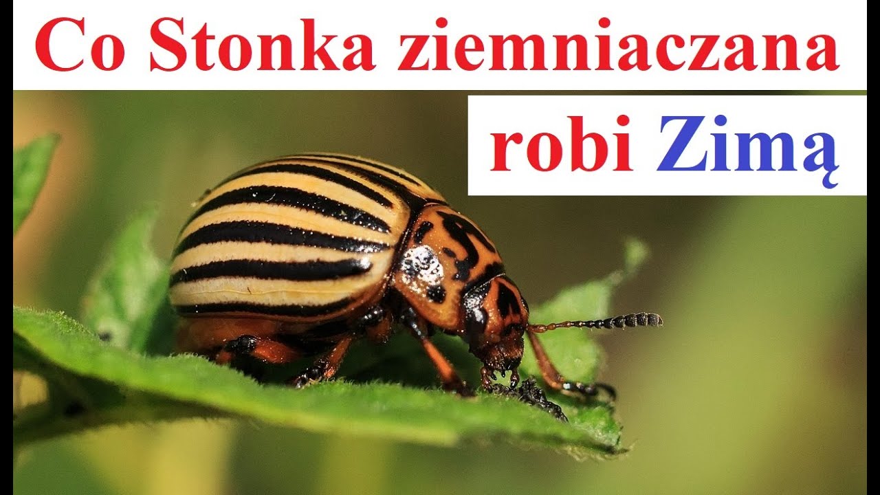Co Stonka ziemniaczana robi Zimą