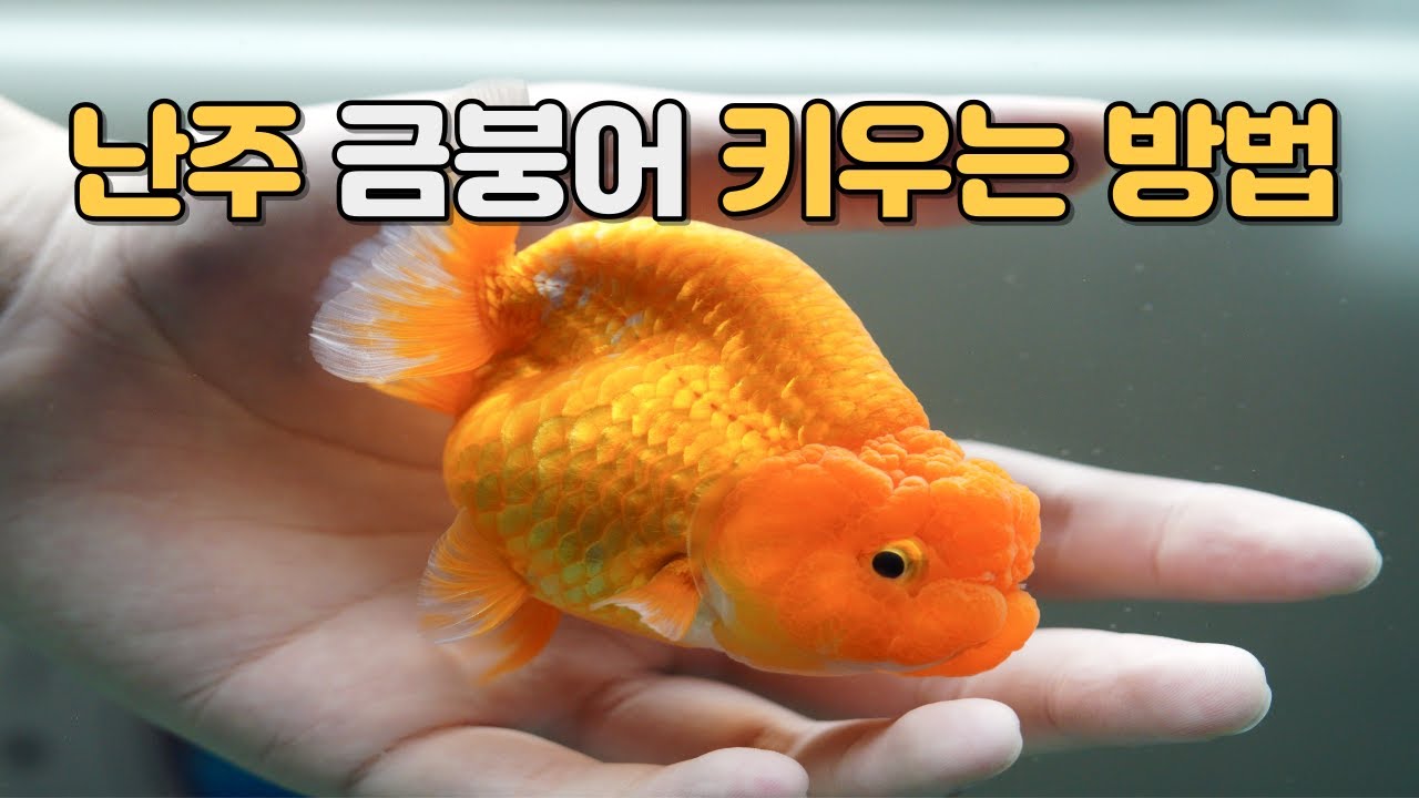 금붕어 전문가 직접 알려주는 - 난주 금붕어 키우기 방법
