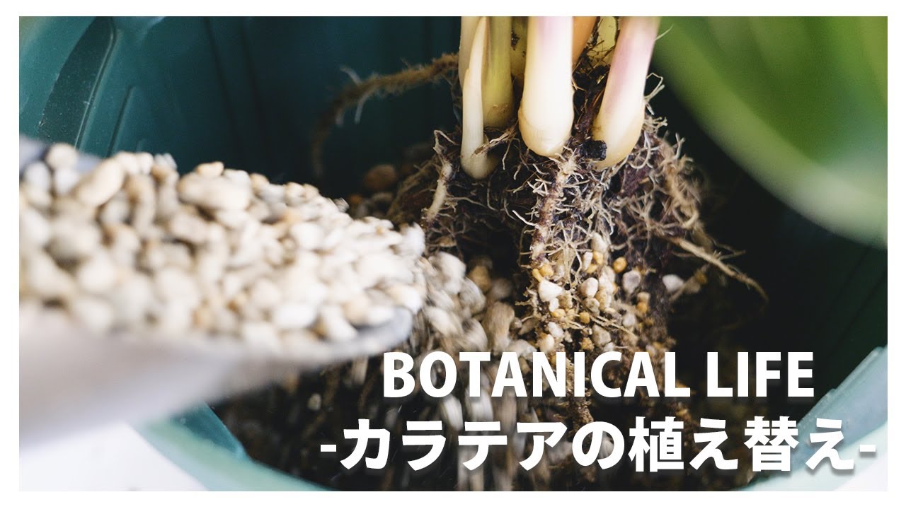 【虫対策】植物を購入後に虫が寄りつかない無機質の土へ植え替える方法を紹介 ♪|カラテア|オルトランDX #観葉植物# 観葉植物のある暮らし