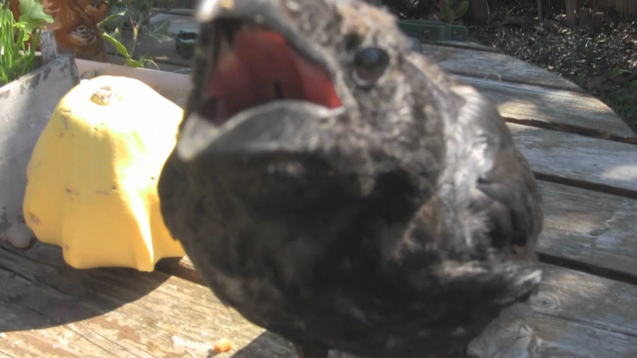 Tim le corbeau apprivoiser