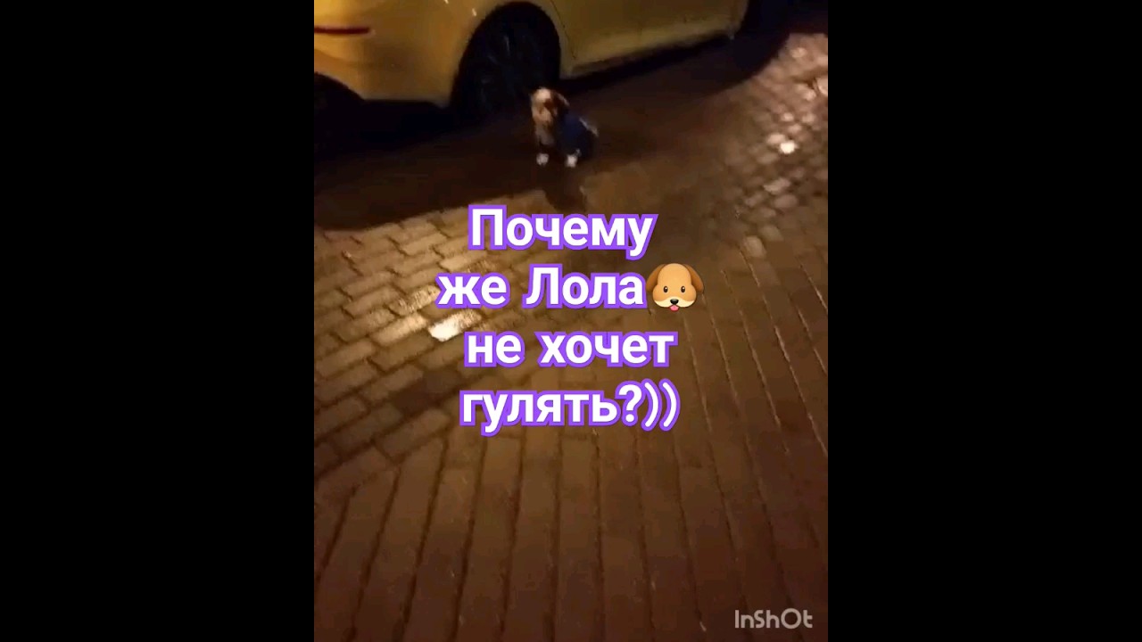 ну и Лола)в мужском  не гуляет😆😆🐶