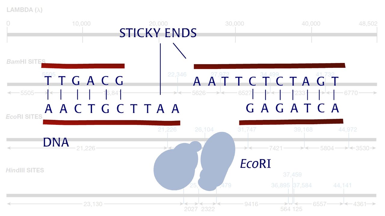 DNALC Short: Restriction Enzymes