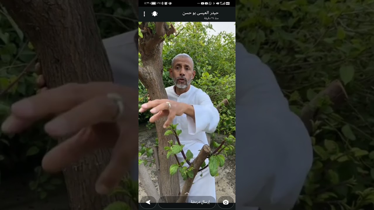 تقليم شجر السدر