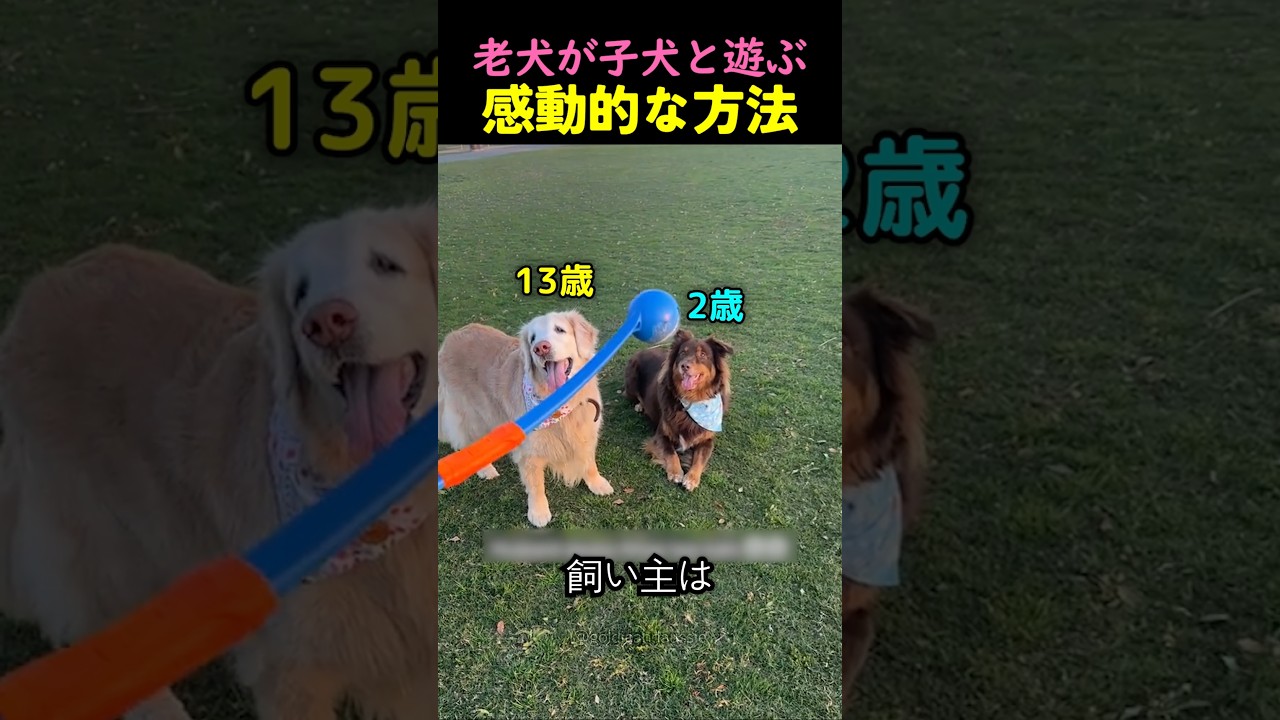 老犬が子犬と遊ぶ感動的な方法