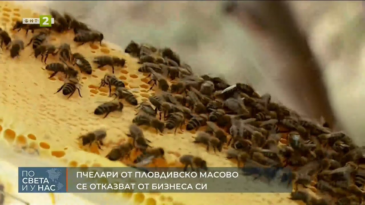 Пчелари от Пловдивско масово се отказват от бизнеса си