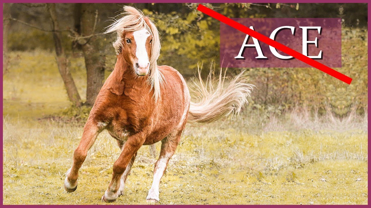 ACE N'EST PAS SON VRAI NOM ! 🧐 - Vrai ou Faux sur Ace