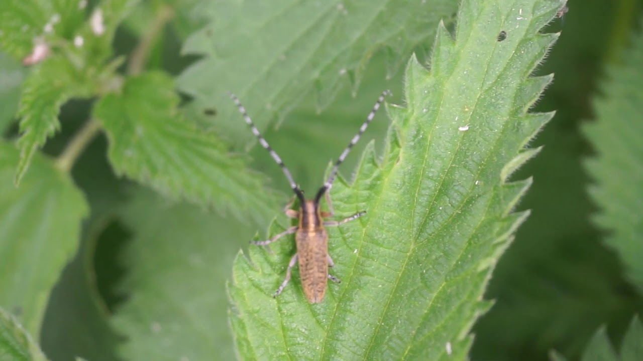 Zgrzytnica zielonawa - Agapanthia villosoviridescens cz1
