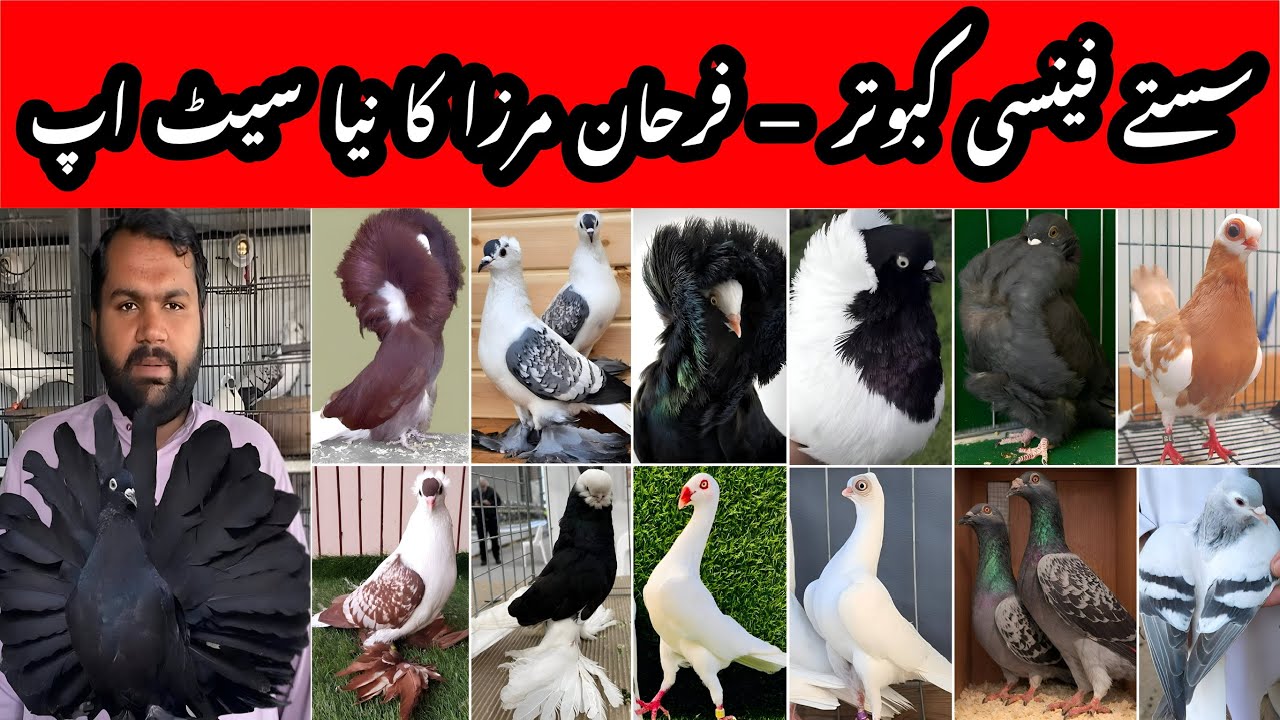 Farhan Mirza Fancy Pigeon Collection Update | Low Price Deals