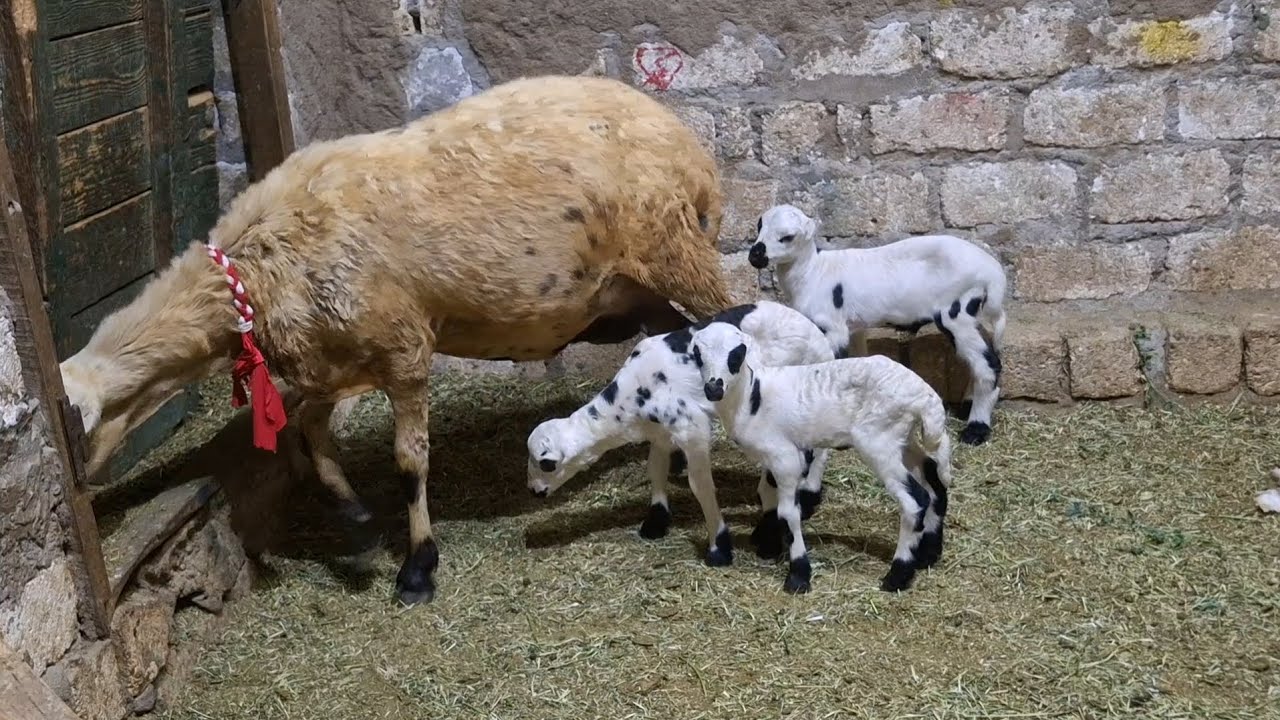الفواخر والاصايل والنوادر غنم والده ثلاثه توائم وأول وثاني ولد  كاسر جوز وربعه  لاتفوتك ت٠١١١١٢١١٦٥٧