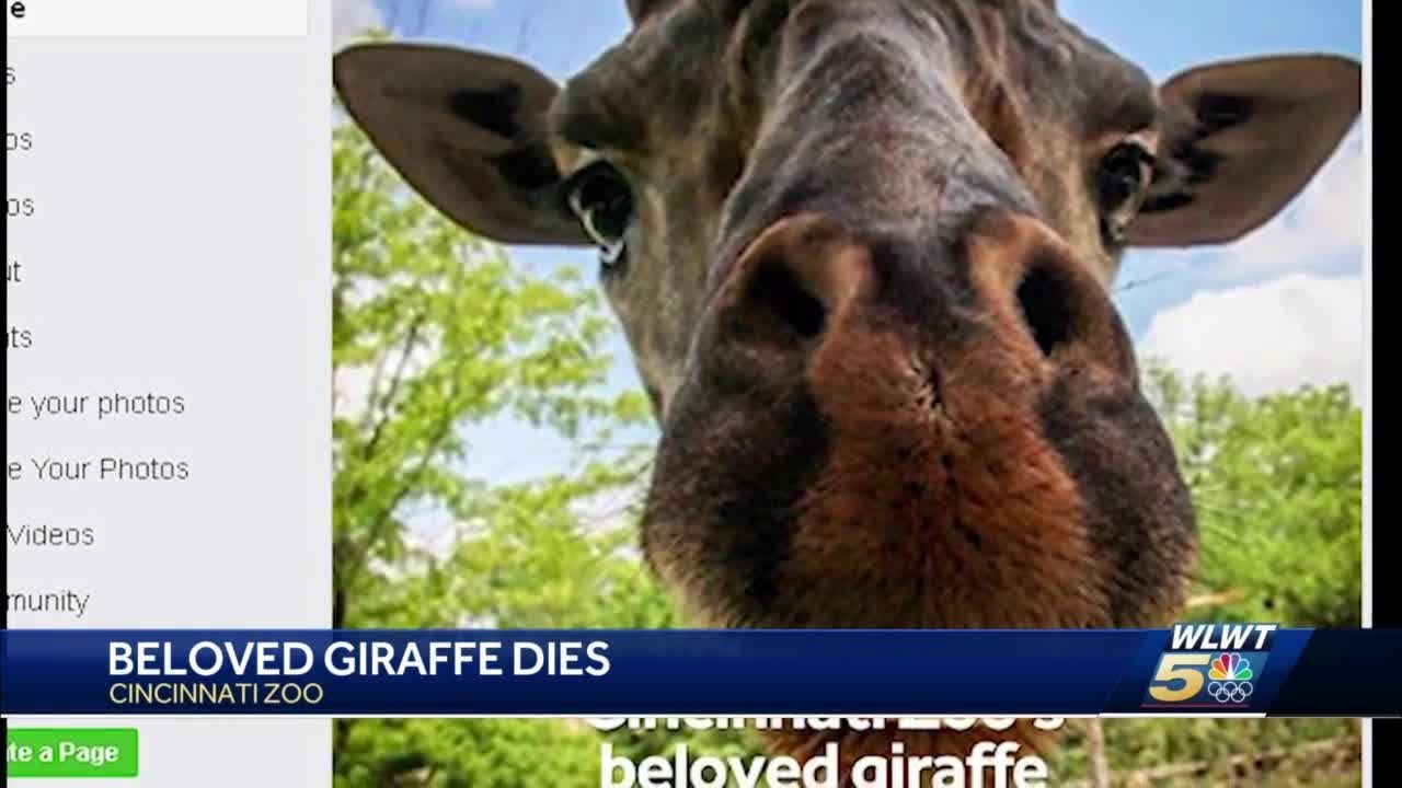 Beloved giraffe dies at Cincinnati Zoo