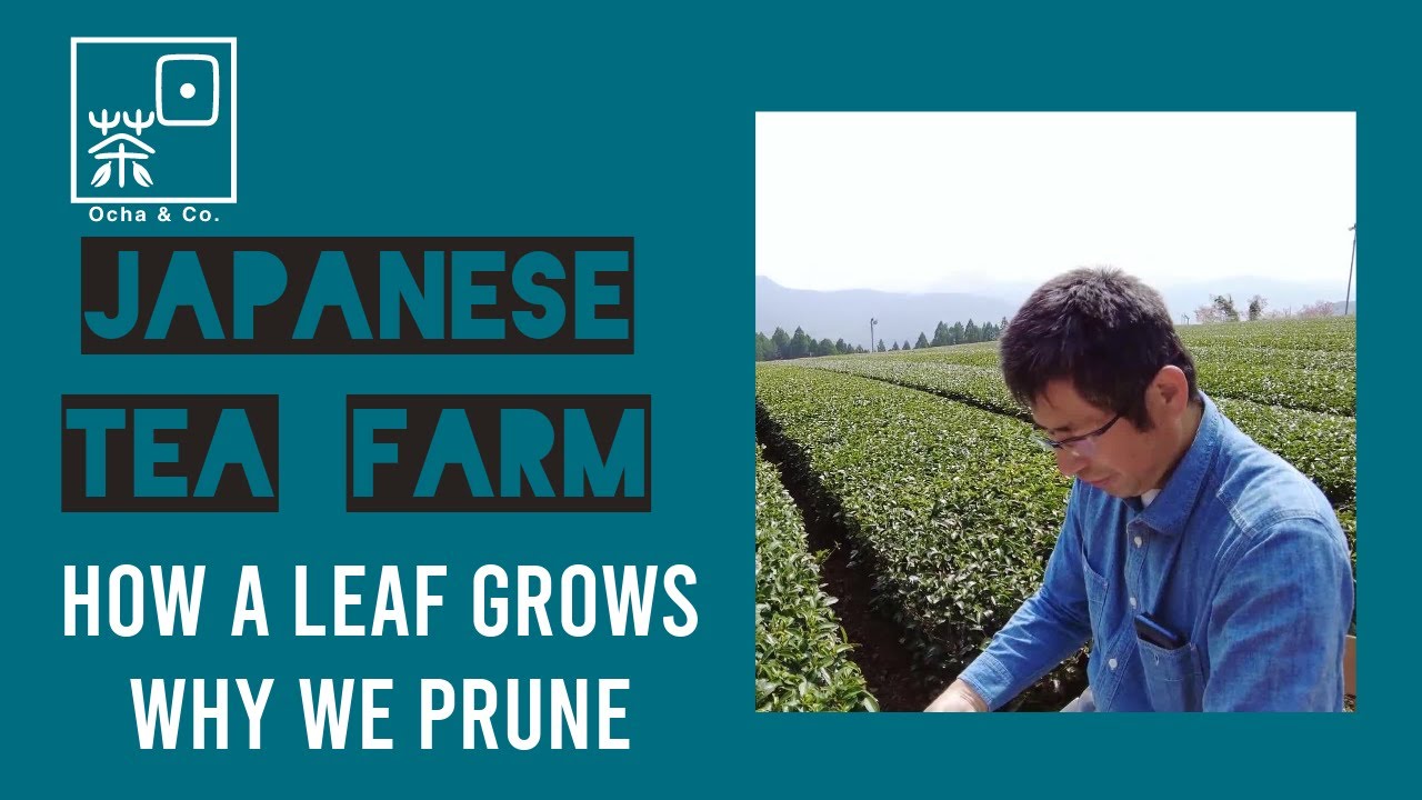 Japanese Tea Farm: How a green tea leaf grows and the importance of pruning