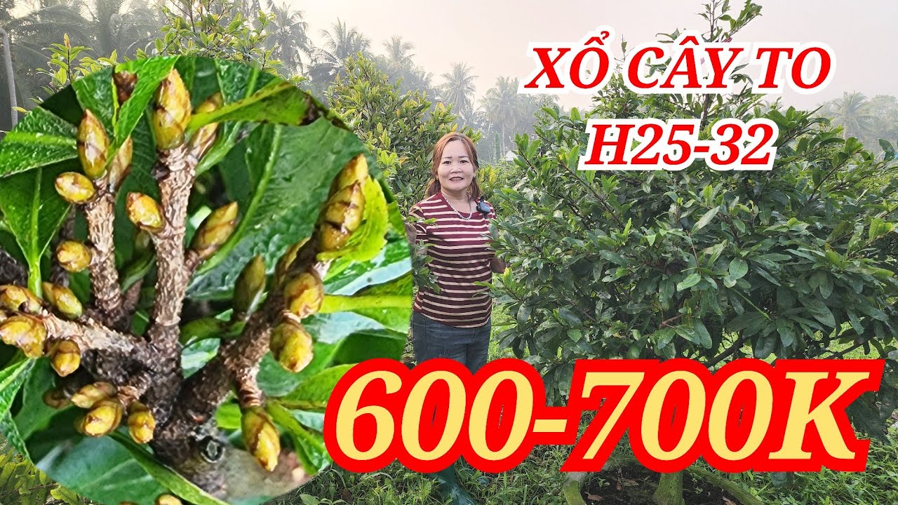 📞 THỦY 0376188687 MAI TÀNG CHƠI TẾT NỤ KẸO XỔ CÂY TO CỰC RẺ BAO SHIP 15/01/2026 | BẾN TRE ƠI