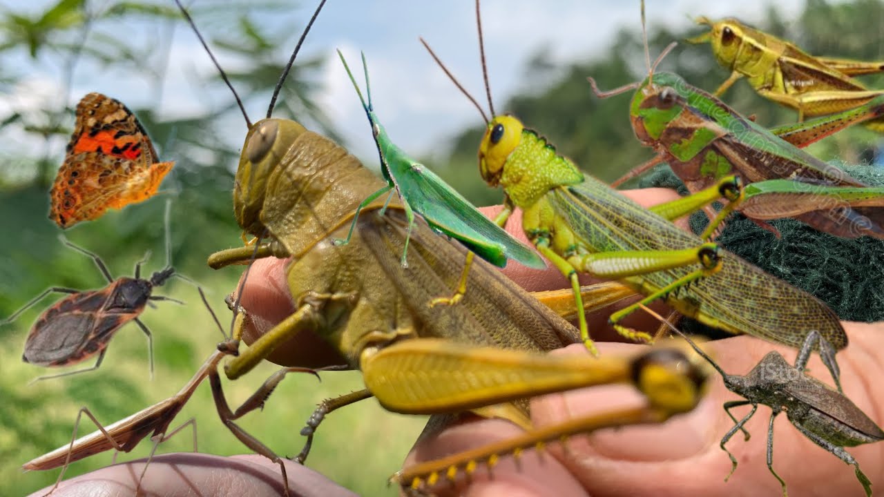 Awesome giant mantis hunting‼️Nature’s Ultimate Predator‼️