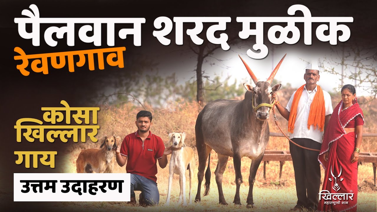 आजपर्यंतची सर्वात सुंदर, चपळ, बुजार आणि जातिवंत कोसा खिल्लार गाय | Khillar Maharashtrachi Shaan 2026