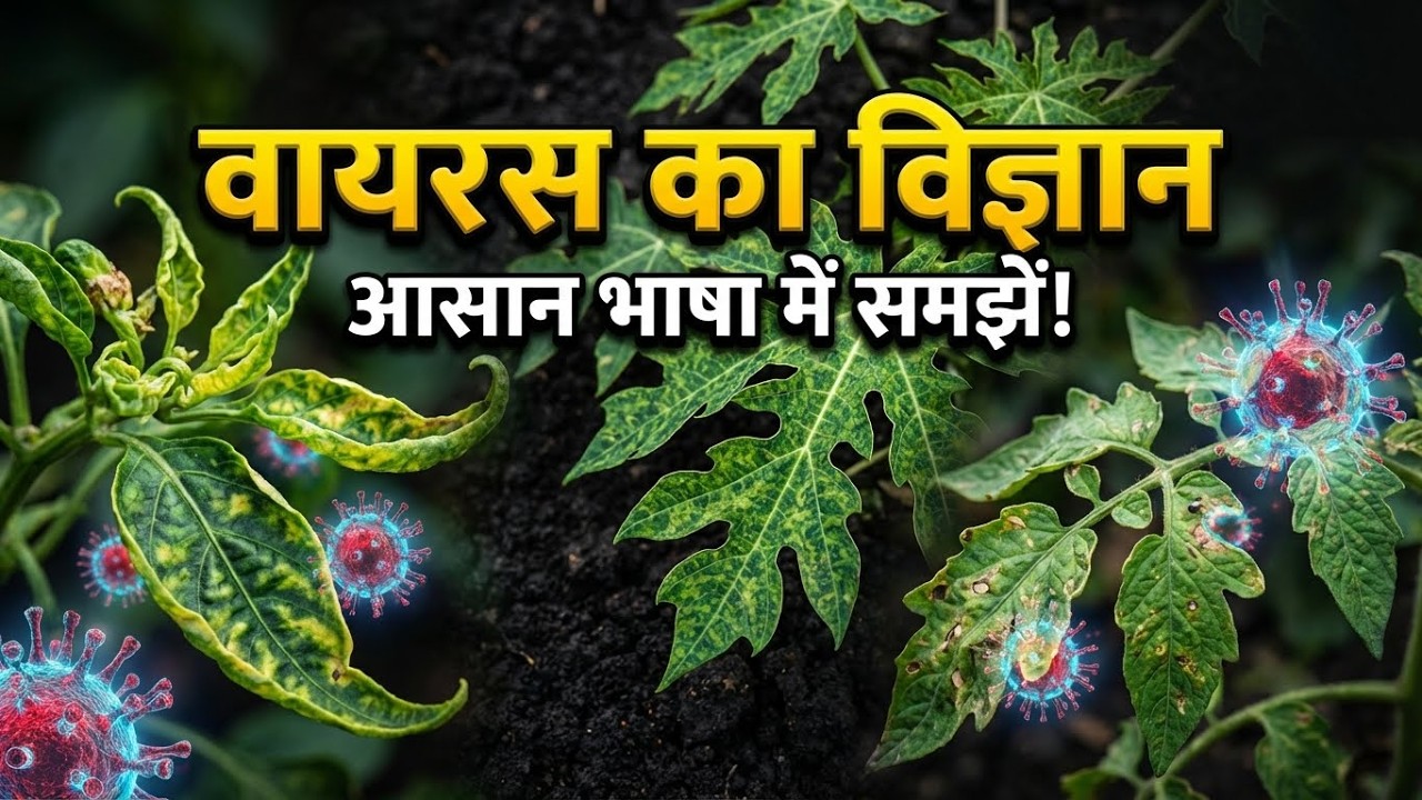 फसल में Virus क्यों और कैसे आता है? वाहक  की पहचान और कंट्रोल | Tomato & Chilli Virus Full Guide