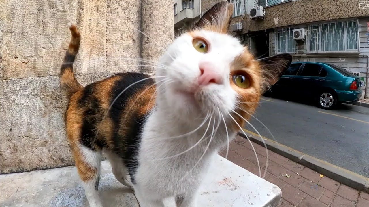 Ситцевый кот, которого я встретил на углу улицы, был избалованным ребенком.
