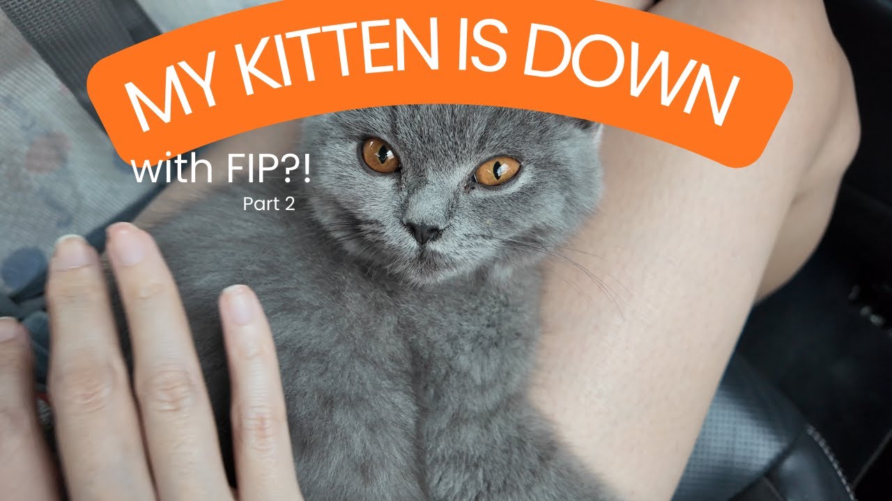 [4K][20] My kitten is down with FIP?!?! Part 2