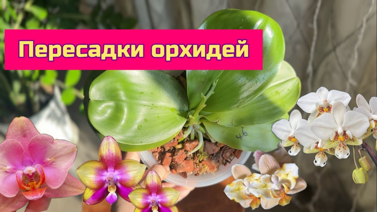 Много! Пересадок орхидей фаленопсис,сезон в разгаре ! #plants #orchid #поливорхидей #уходзаорхидеями