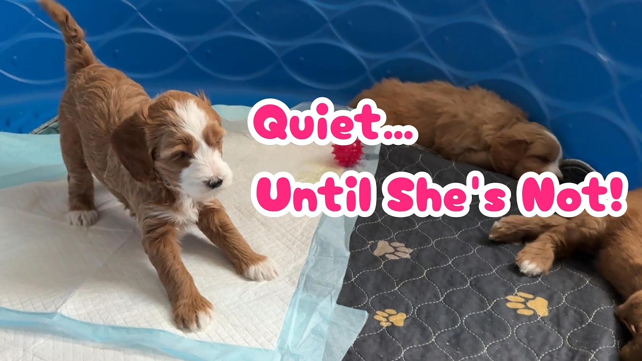 Sweet little Toffy is usually the calmest - until everyone else runs out of energy #puppylife#cute