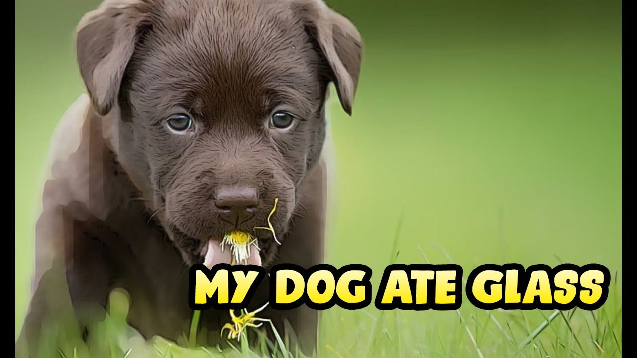 What to Do If Your Dog Swallowed Broken Glass Shards
