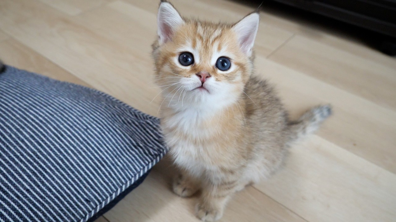 Cute kitten got seriously scolded for messing with its tail...