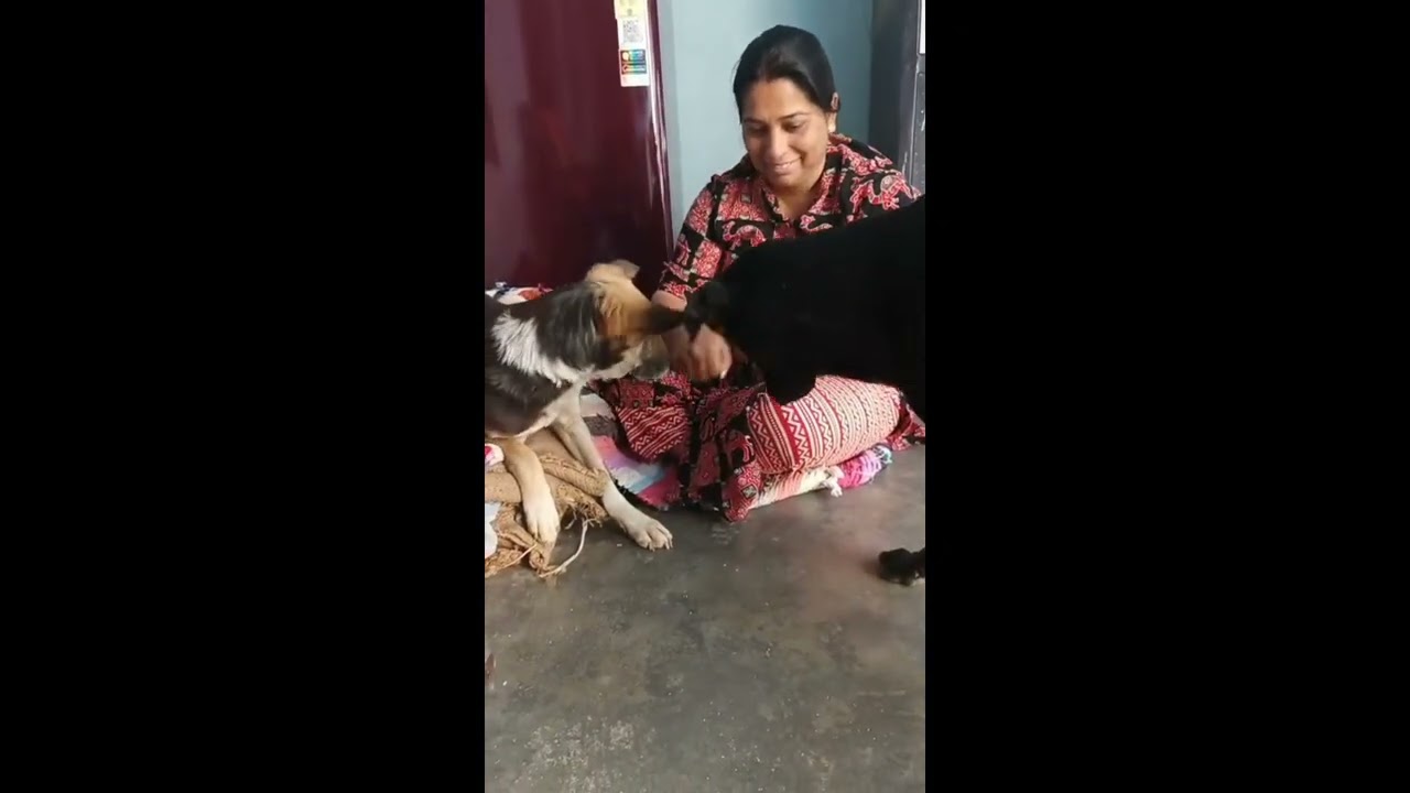 This is kalu (male) and kuchi (female).They are street dogs full of love ,energy and happiness