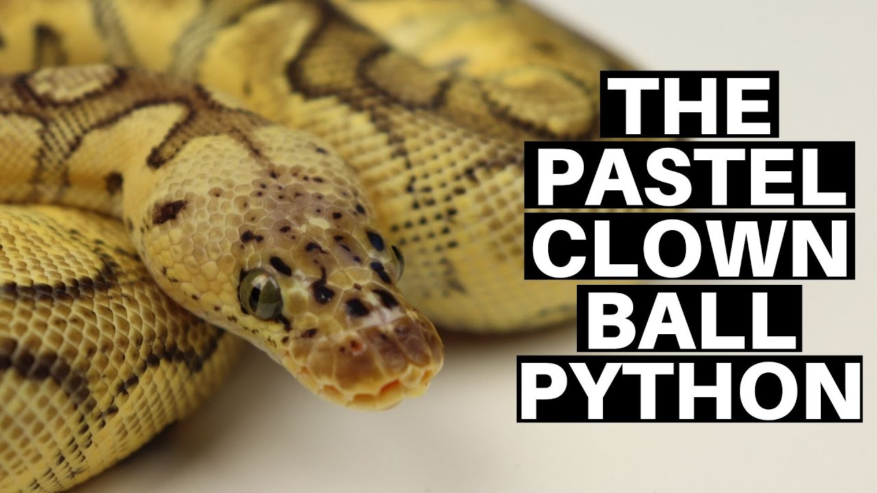 Morph Guide #10: The Pastel Clown Ball Python - Benjamin's Exotics