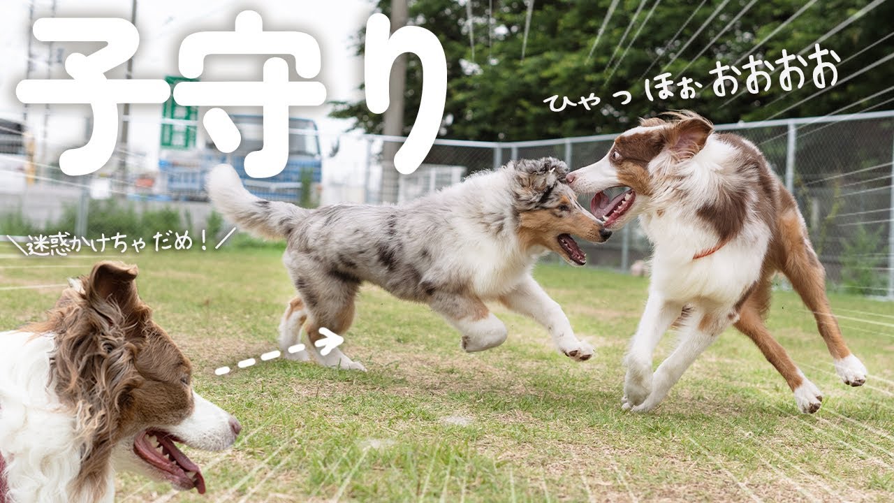 はしゃぎすぎる弟を注意して子守りをする賢すぎるお姉ちゃん犬🥺！！【ボーダーコリー・オーストラリアンシェパード】