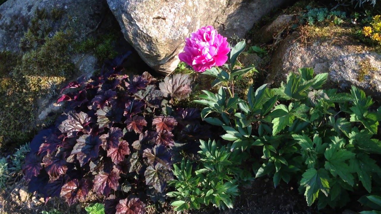 #garten Idee #gartenmauer   Garten angelegt  /Steingarten naturnah /Blumenvielfalt/Gartengestaltung