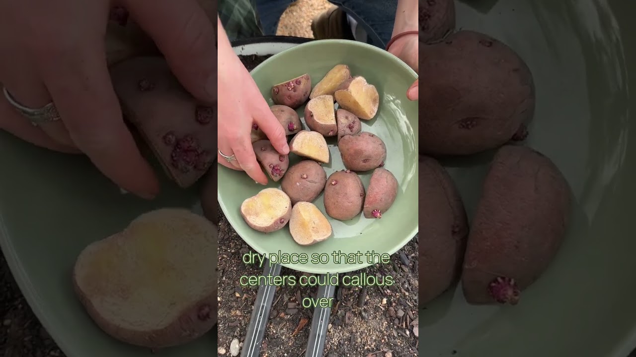 Seed Potato Preparation!