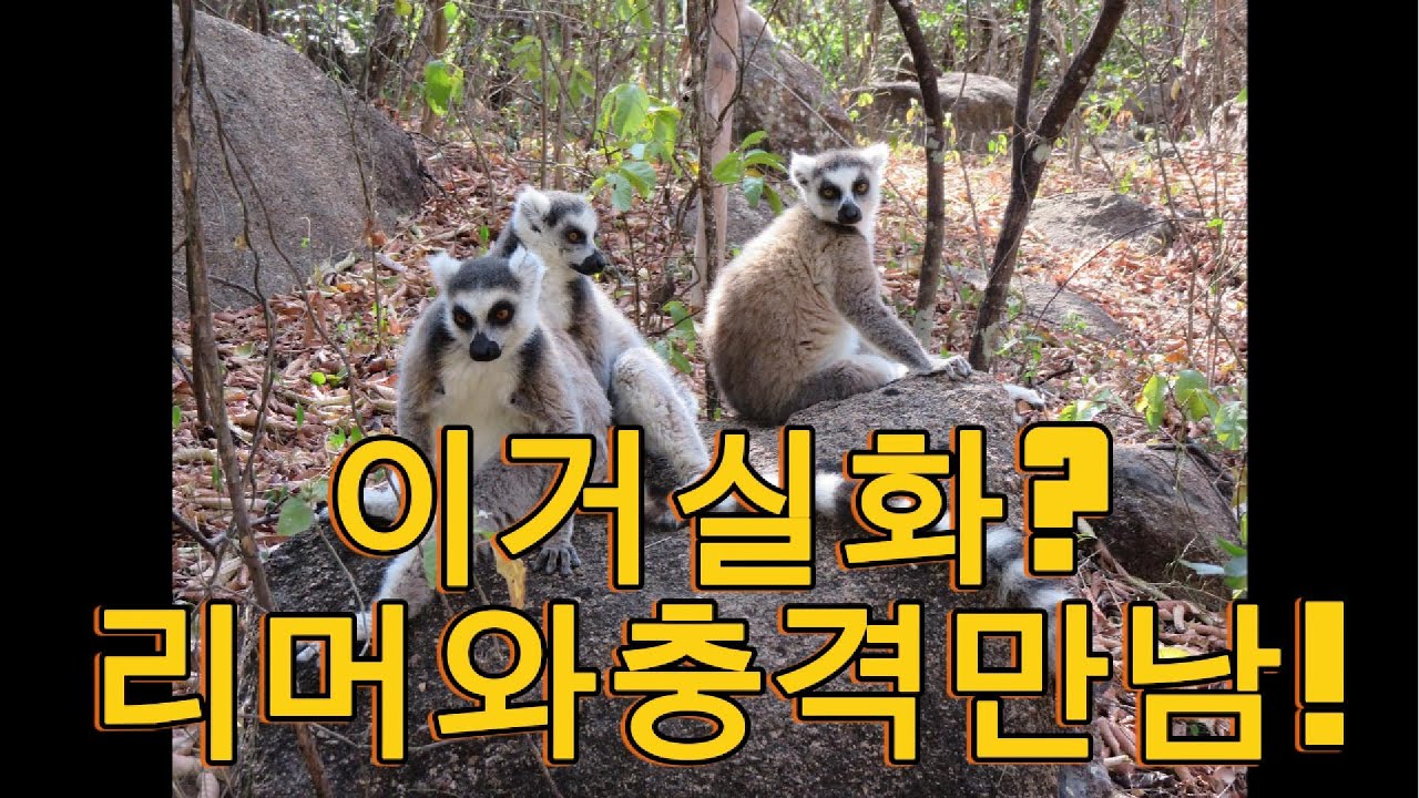 리머떼와 함께 하는 웅장한 자연 안자공원