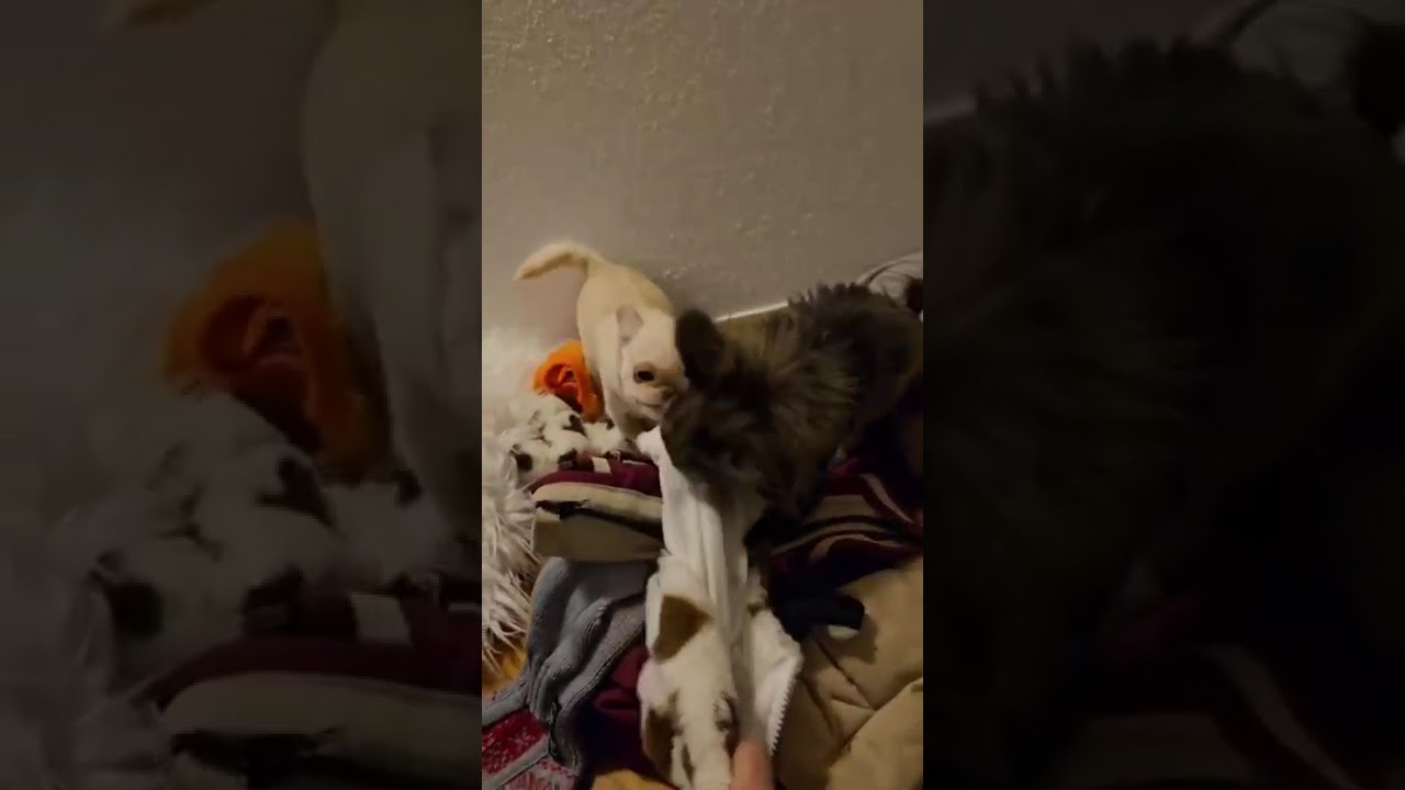 Isis and Ginevra are mischievous with mom Catherine 😂🐶