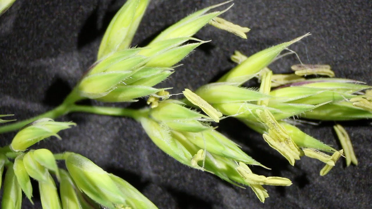 Süssgräser (Poaceae)