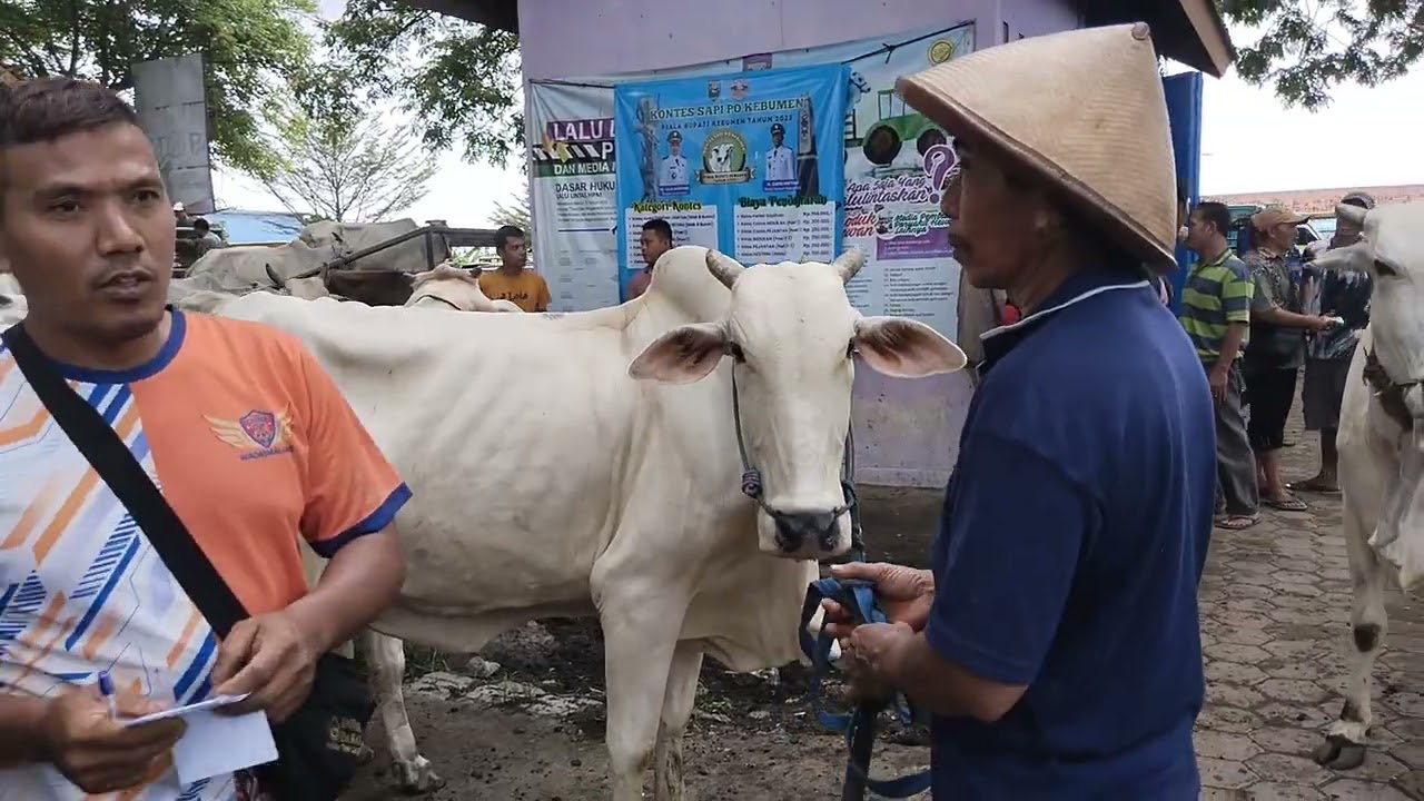 Cek Harg Sapi !!! Bisa dapat banyak sapi betina yang asli lokal tapi unggul hasilnya ya disini