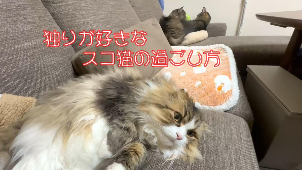 独りが好きなスコ猫クゥ!!仲間に入ろうよ～... #スコティッシュ #猫の日常 #猫の癒し