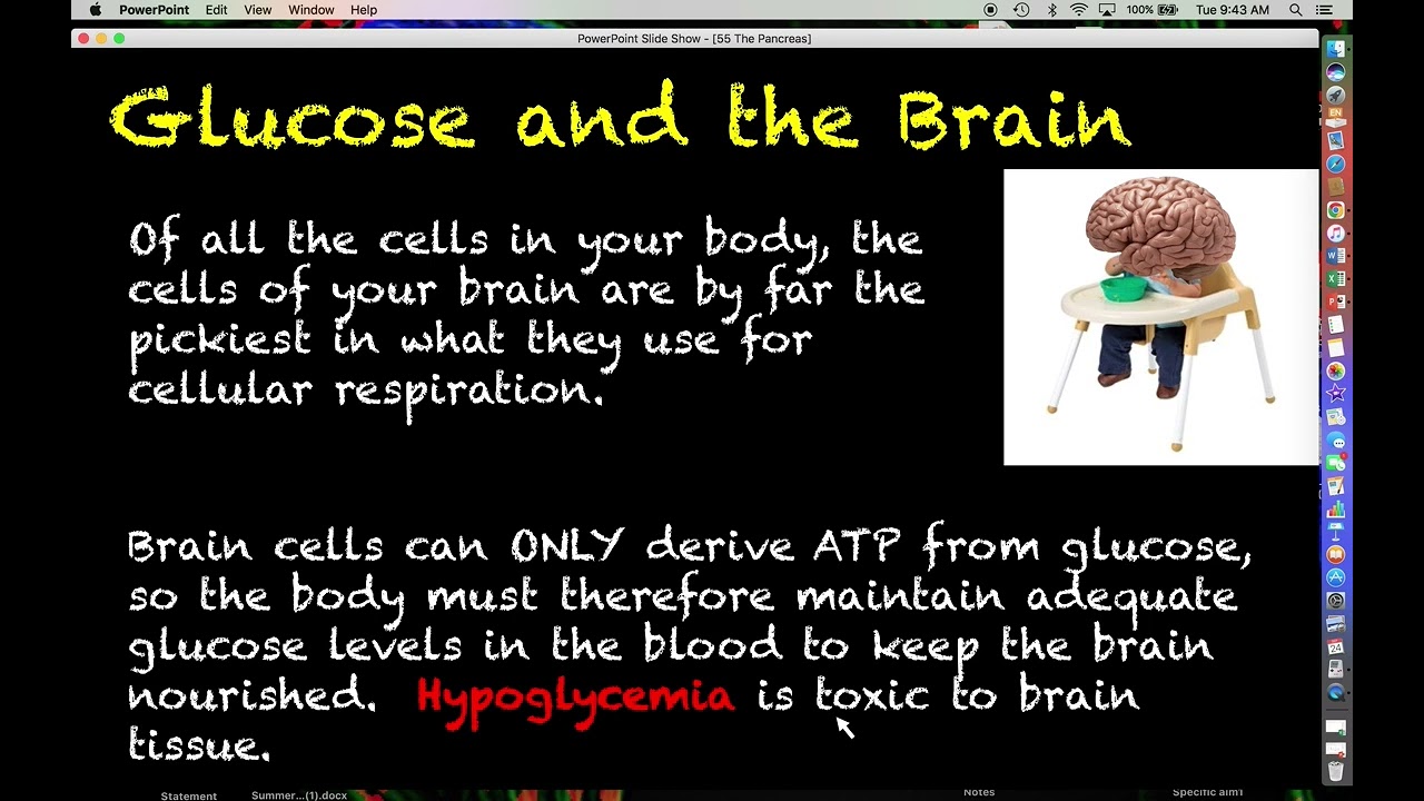 Human Physiology # 55 - The Pancreas
