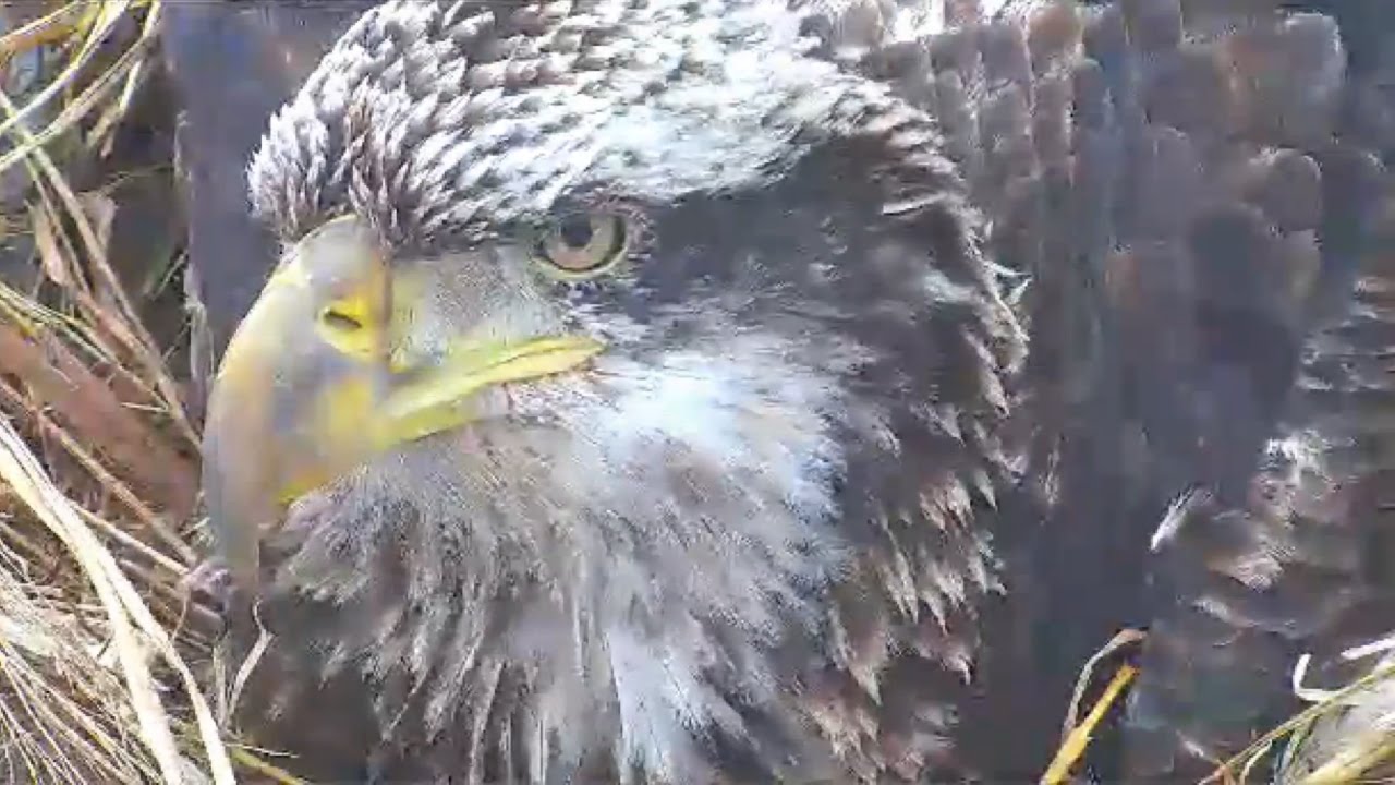 MNBound Eagles ~ Is That You Harmon? ~ 02/25/15