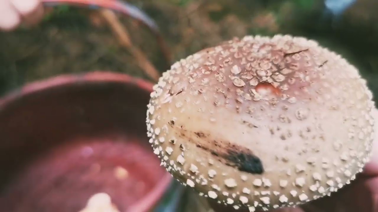 Grzybobranie Norwegia 2022 | Kurki, Maślaki, Kolczaki, Muchomory PIĘKNIE 🍄🤩❤️